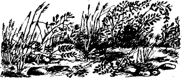 Станислав Олефир - Иду по тайге