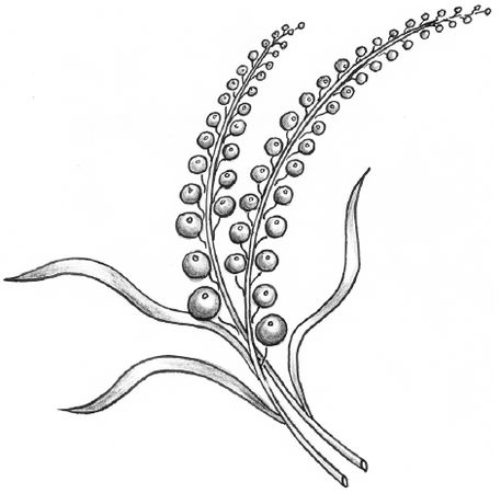 Галина Лебедева, Ольга Тихомирова - Пластилиновая картина. Для работы с детьми...