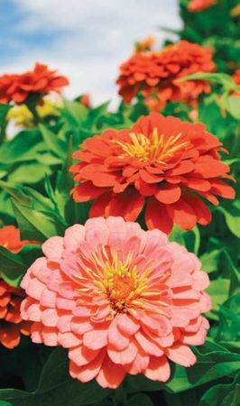 Лариса Петровская - Большая книга дачника