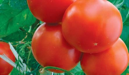 Лариса Петровская - Большая книга дачника