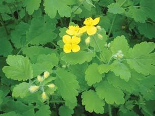 Елена Хохрякова - Современные методы обеззараживания воды