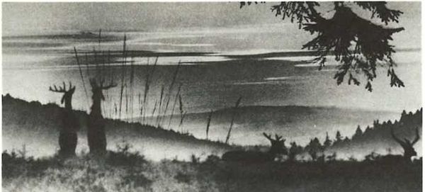 Бернгард Гржимек - Дикое животное и человек