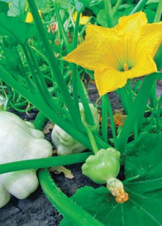 Лариса Петровская - Большая книга дачника