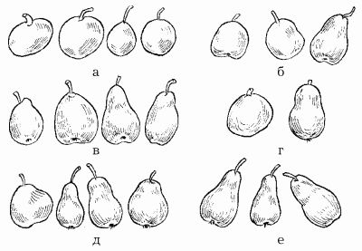 Наталья Иванова - Планировка участка