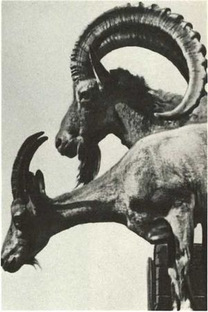 Бернгард Гржимек - Дикое животное и человек