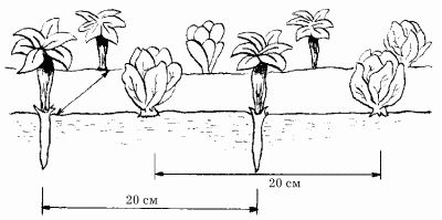 Наталья Иванова - Планировка участка