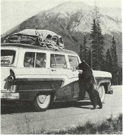 Бернгард Гржимек - Дикое животное и человек