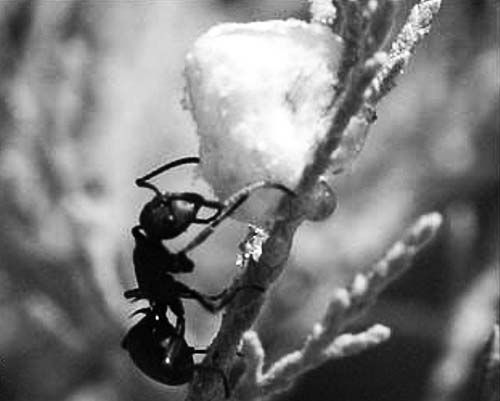 Андрей Скляров - По следам Ковчега Завета