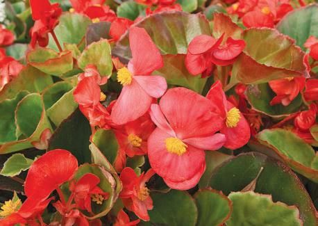 Лариса Петровская - Большая книга дачника