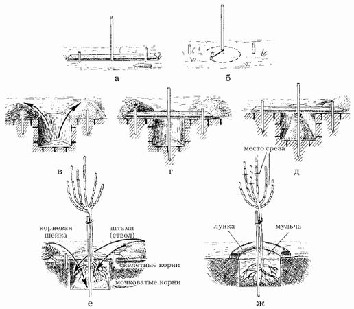 Наталья Иванова - Планировка участка