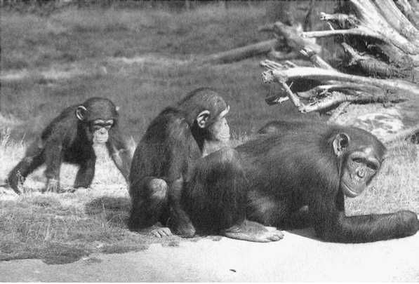 Франс де Вааль - Политика у шимпанзе. Власть и секс у приматов