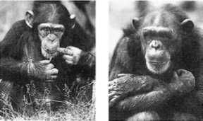 Франс де Вааль - Политика у шимпанзе. Власть и секс у приматов