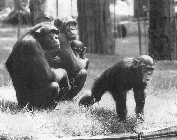 Франс де Вааль - Политика у шимпанзе. Власть и секс у приматов