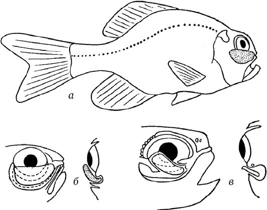 Сергей Вавилов - Глаз и Солнце