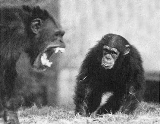 Франс де Вааль - Политика у шимпанзе. Власть и секс у приматов