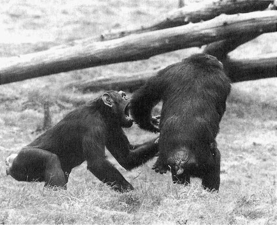 Франс де Вааль - Политика у шимпанзе. Власть и секс у приматов