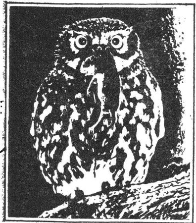 Леонид Семаго - Гнездо над крыльцом