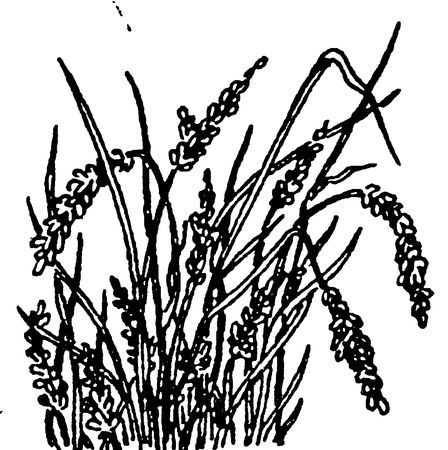 Людмила Багрова - Я познаю мир. Страны и народы