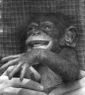 Франс де Вааль - Политика у шимпанзе. Власть и секс у приматов