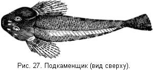 Жизнь и ловля пресноводных рыб. Часть 1