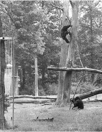 Франс де Вааль - Политика у шимпанзе. Власть и секс у приматов