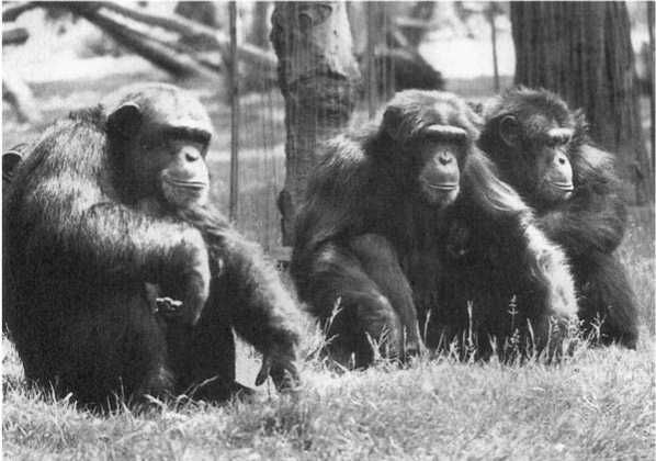 Франс де Вааль - Политика у шимпанзе. Власть и секс у приматов