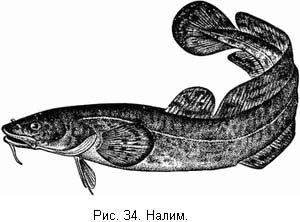 Л. Сабанеев - Жизнь и ловля пресноводных рыб. Часть 1