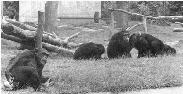 Франс де Вааль - Политика у шимпанзе. Власть и секс у приматов