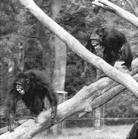 Франс де Вааль - Политика у шимпанзе. Власть и секс у приматов