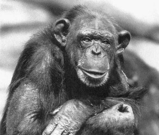 Франс де Вааль - Политика у шимпанзе. Власть и секс у приматов