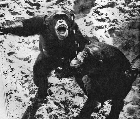 Франс де Вааль - Политика у шимпанзе. Власть и секс у приматов