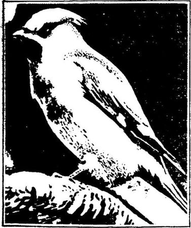 Леонид Семаго - Гнездо над крыльцом