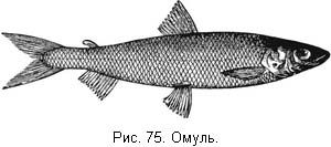 Жизнь и ловля пресноводных рыб. Часть 1