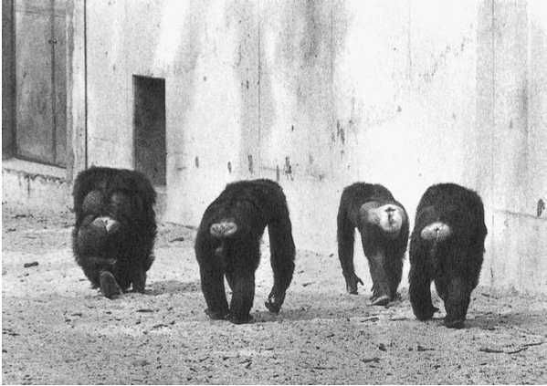 Франс де Вааль - Политика у шимпанзе. Власть и секс у приматов