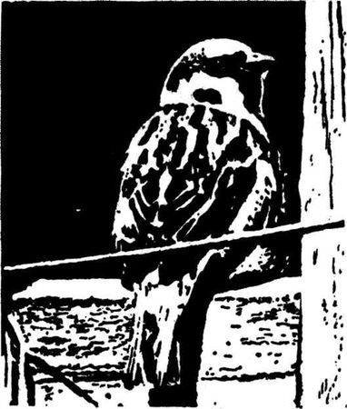 Леонид Семаго - Гнездо над крыльцом