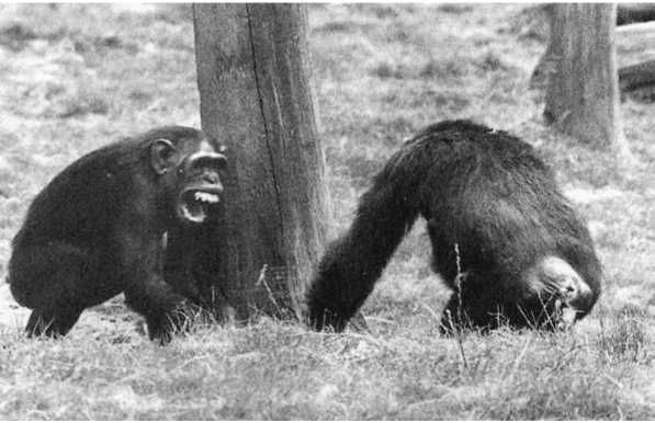 Франс де Вааль - Политика у шимпанзе. Власть и секс у приматов