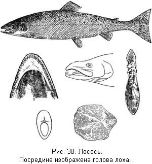 Л. Сабанеев - Жизнь и ловля пресноводных рыб. Часть 1