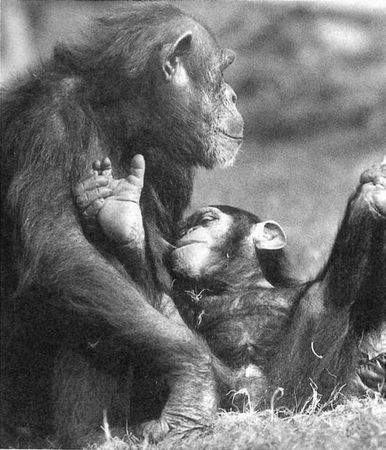 Франс де Вааль - Политика у шимпанзе. Власть и секс у приматов