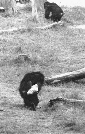 Франс де Вааль - Политика у шимпанзе. Власть и секс у приматов