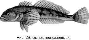 Жизнь и ловля пресноводных рыб. Часть 1