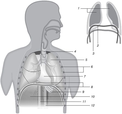 Андрей Липень - Йога. Большая книга лучших асан
