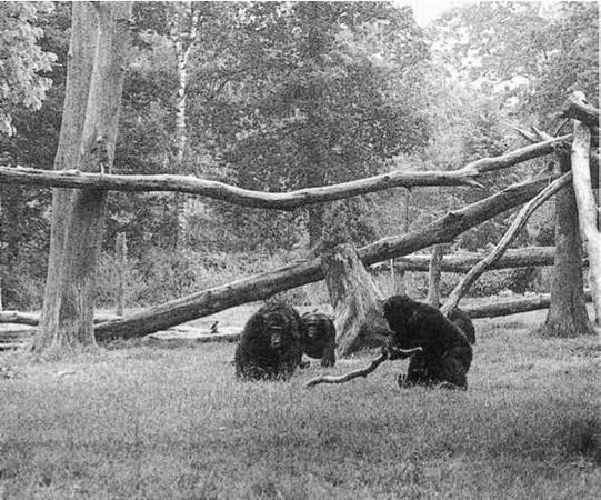 Франс де Вааль - Политика у шимпанзе. Власть и секс у приматов