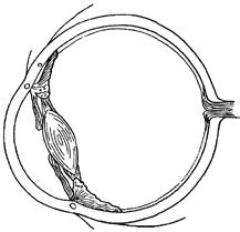 Сергей Вавилов - Глаз и Солнце