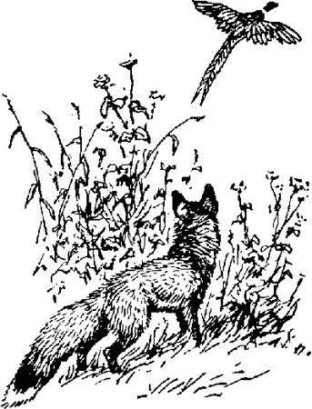 Максим Зверев - Ущелье барсов