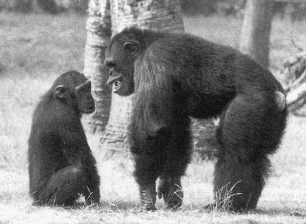 Франс де Вааль - Политика у шимпанзе. Власть и секс у приматов