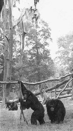 Франс де Вааль - Политика у шимпанзе. Власть и секс у приматов