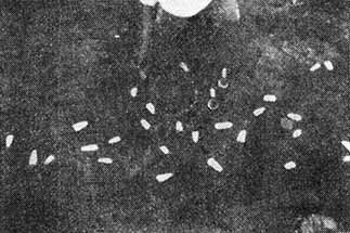 Валерий Гуляев - Идолы прячутся в джунглях