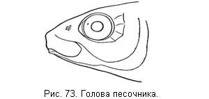 Жизнь и ловля пресноводных рыб. Часть 1