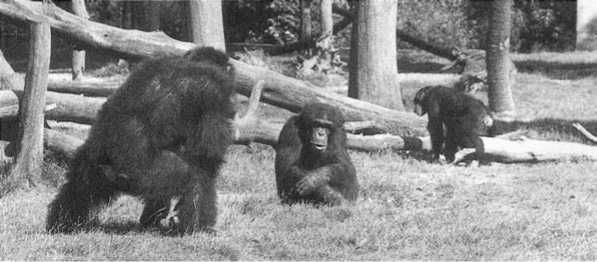 Франс де Вааль - Политика у шимпанзе. Власть и секс у приматов