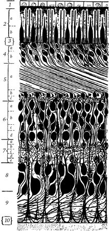 Сергей Вавилов - Глаз и Солнце